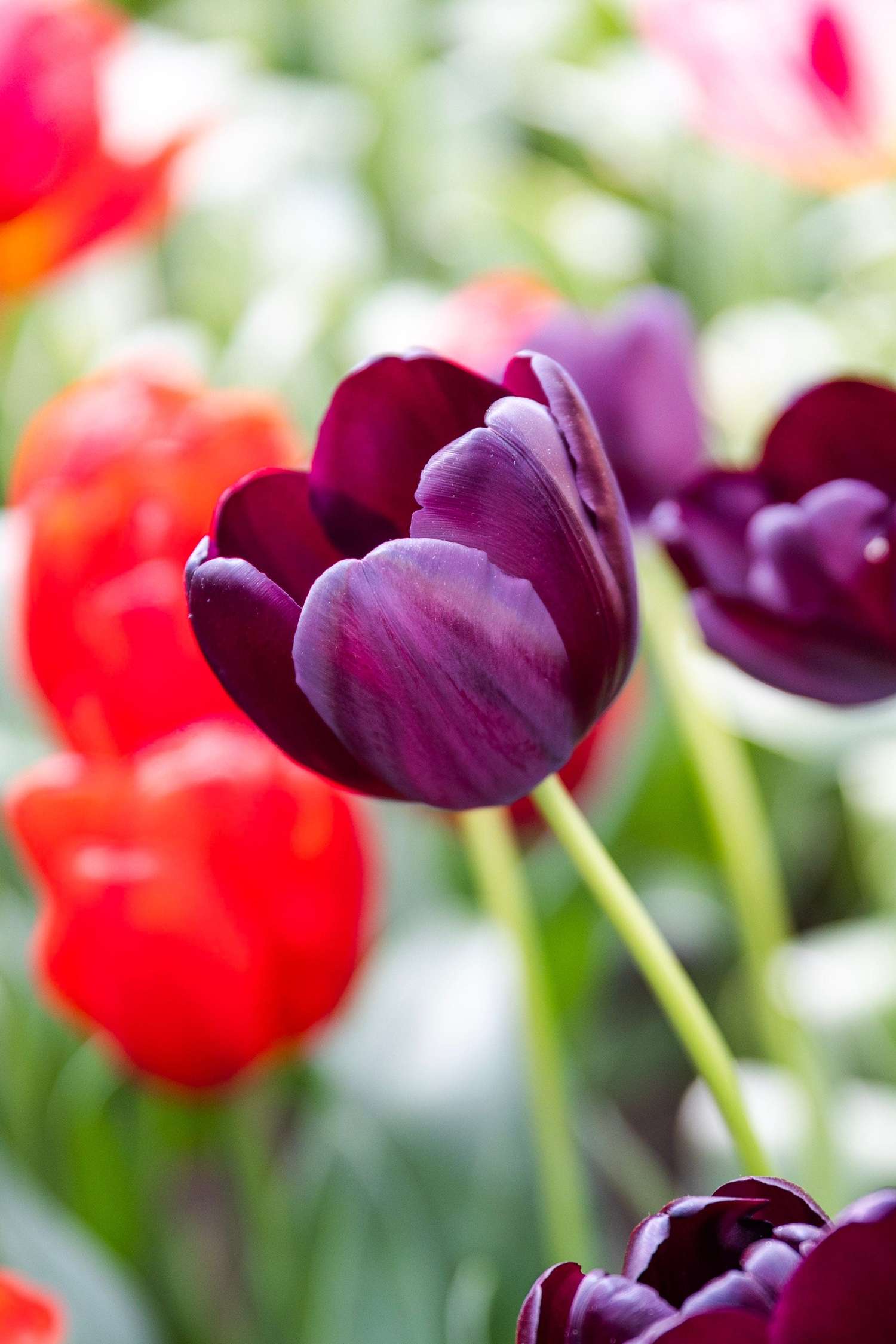 Tulip 'Queen of Night'